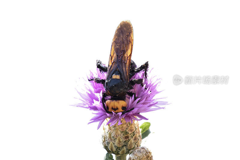 Megascolia maculata。庞大的黄蜂。